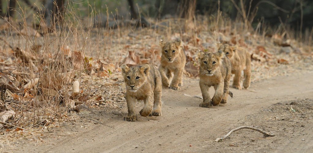 Gir Wildlife Sanctuary, Junagadh, Gujarat - Vushii.com Gir Wildlife Sanctuary, Junagadh, Gujarat - Vushii.com